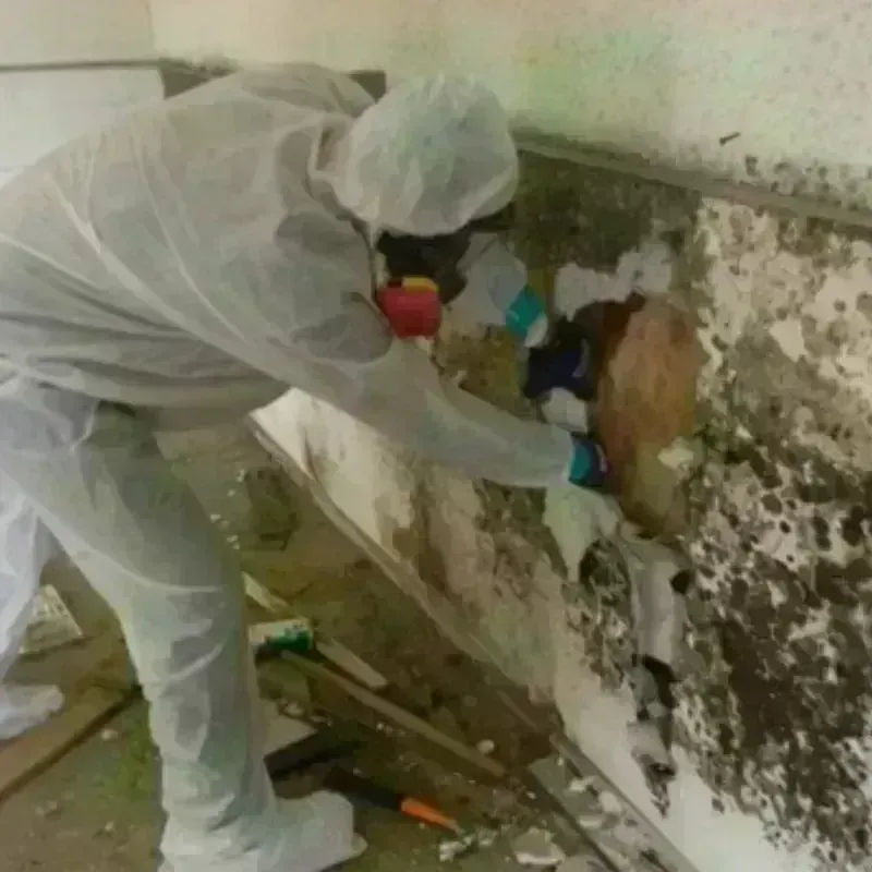 Mold Remediation and Removal in Harper County, KS